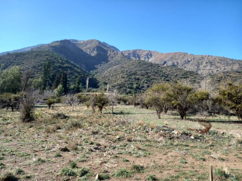 EL MELOCOTN -SAN JOS DE MAIPO